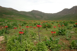 منابع طبیعی