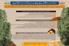 زراعت چوب (درخت بکاریم، چوب برداشت کنیم)