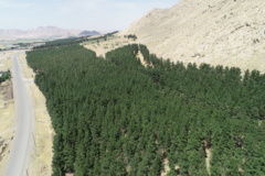 عکس‌های جنگل