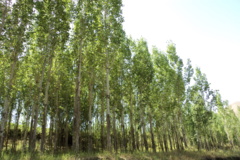 عکس‌های جنگل