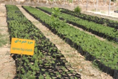 نهالستان بام لرستان 