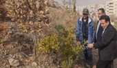 بازدید از طرح ۳ هکتاری درختکاری شده در حاشیه جنوب خرم آباد 