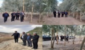 فرماندارشهرستان پلدختر از طرح زراعت چوب در پلدختر بازدید کرد