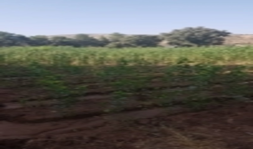 کاشت ۵۰۰ هزار اصله نهال صنوبر در پارک جنگلی شوراب