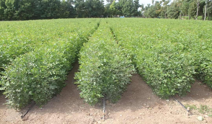 تا پایان سال ۱۴۰۰، کاداستر اراضی ملی و دولتی در لرستان به پایان خواهد رسید