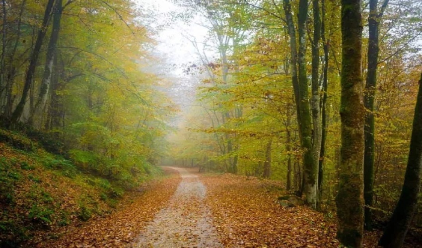 ترویج کشت گیاهان دارویی در اراضی مستعد شهرستان بروجرد