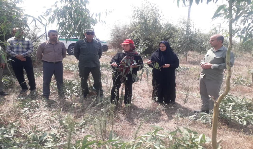 نشست هماهنگی پویش ملی درختکاری "هر ایرانی، یک درخت" در سازمان جنگل ها برگزار شد