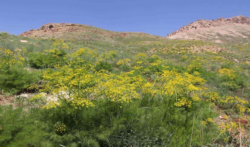 تأکید رئیس سازمان جنگل‌ها بر تداوم فعالیت‌های جهادی در منابع طبیعی