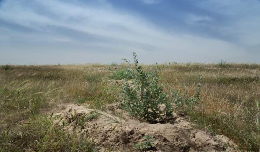 بازدید یک روزه مدیر کل منابع طبیعی و آبخیزداری استان لرستان از طرح‌ها و پروژه‌های آبخیزداری شهرستان الیگودرز 