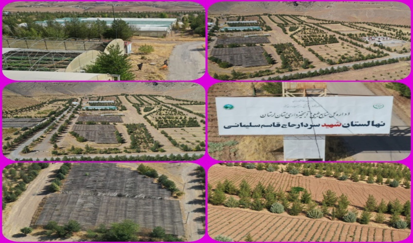 تولید ۳۰ میلیون اصله نهال در نهالستان های استان