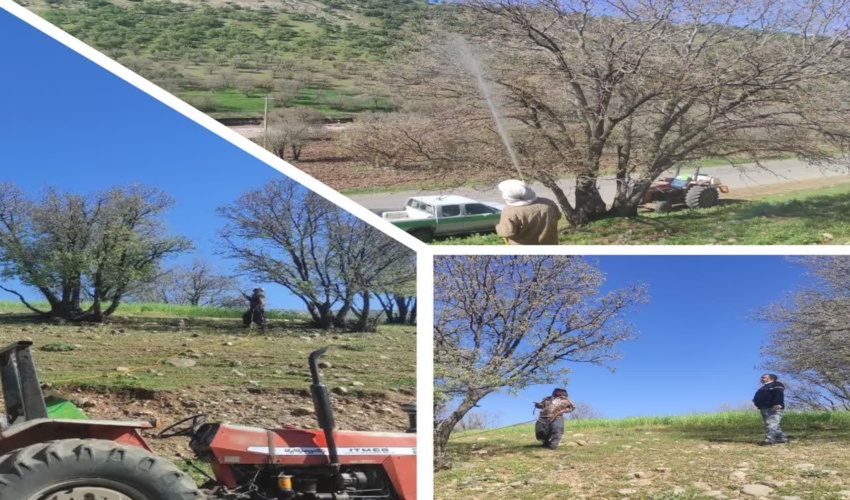 ۲۰۰ هزار هکتار از اراضی جنگلی برای مبارزه با طغیان کرم جوانه خوار و پروانه سفید برگ خوار بلوط شناسایی شد