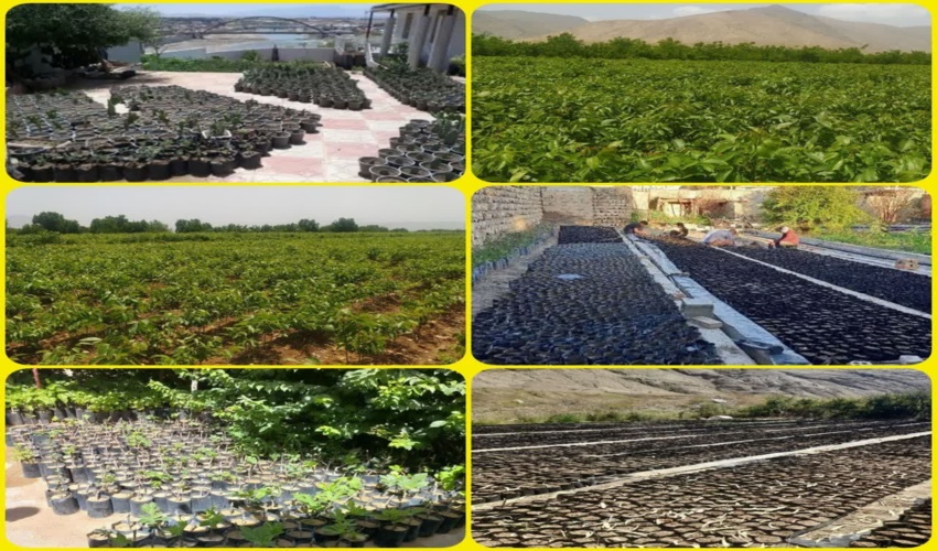 تولید نهال در هشت نهالستان فعال بخش خصوصی