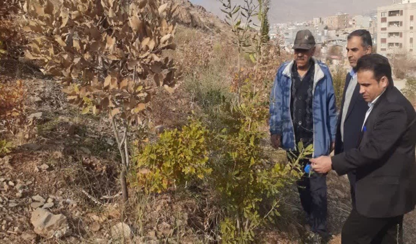 بازدید از طرح ۳ هکتاری درختکاری شده در حاشیه جنوب خرم آباد 