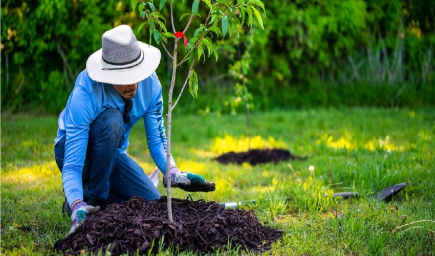 نقش کلیدی سازمان منابع طبیعی و آبخیزداری در چشم انداز توسعه کشور