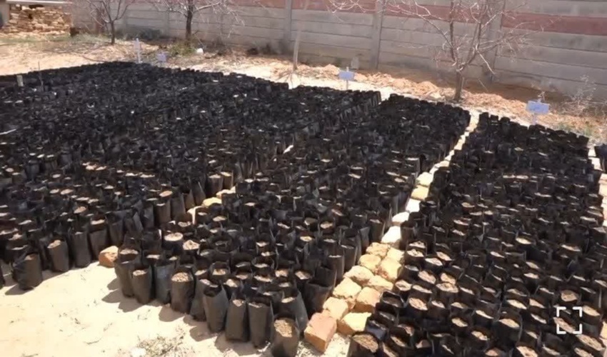 نخستین نهالستان سازمان هلال احمر کشور در شهرستان الیگودرز: