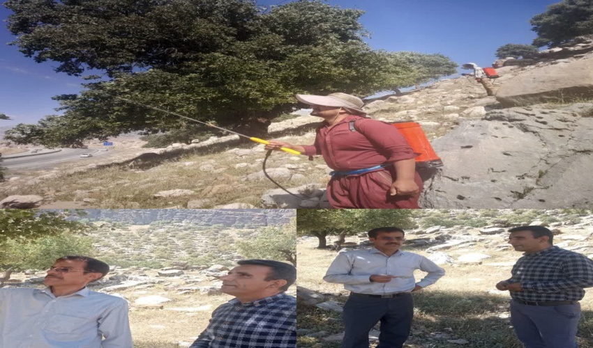 بازدید رئیس اداره حفاظت و حمایت منابع طبیعی وآبخیزداری لرستان وکارشناس شهرستان از روند عملیات محلول پاشی در منطقه کرکی از توابع شهرستان پلدختر