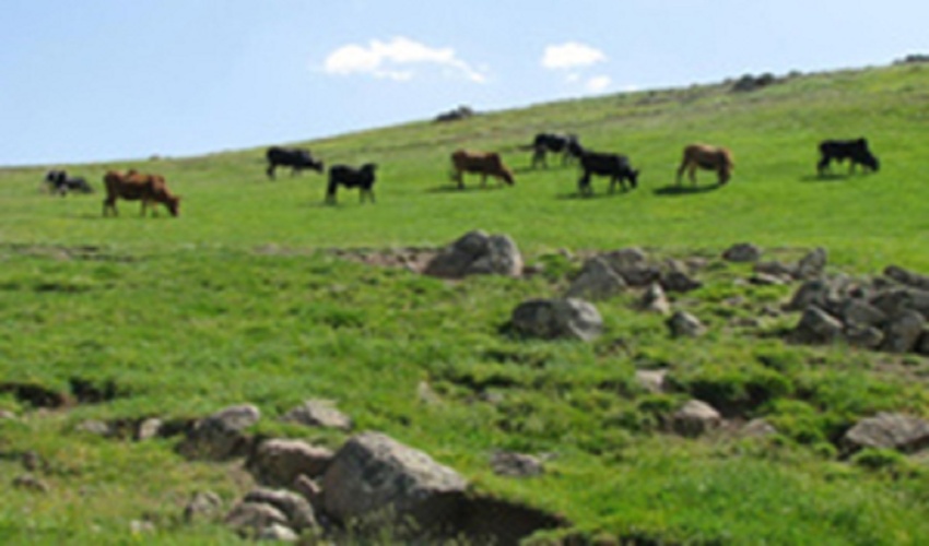 تحقق ۷۰ درصدی مصوبات سفر دولت سیزدهم به لرستان در حوزه منابع طبیعی