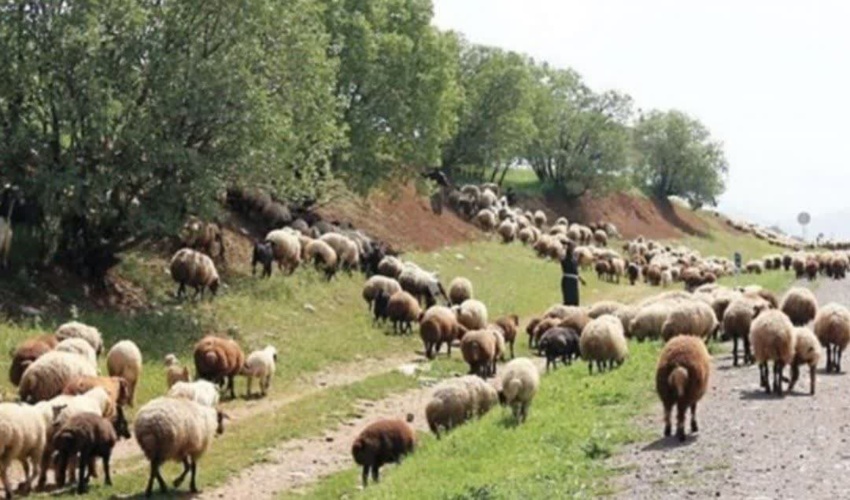 ۱.۵ میلیون واحد دام مازاد بر مراتع در لرستان وجود دارد