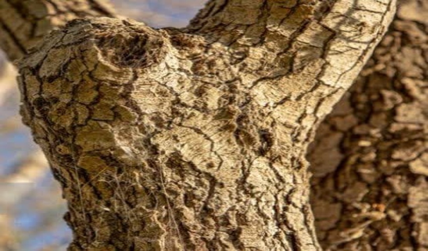 ۴۶ درصد جنگل‌های لرستان دچار خشکیدگی یا زوال بلوط هستند