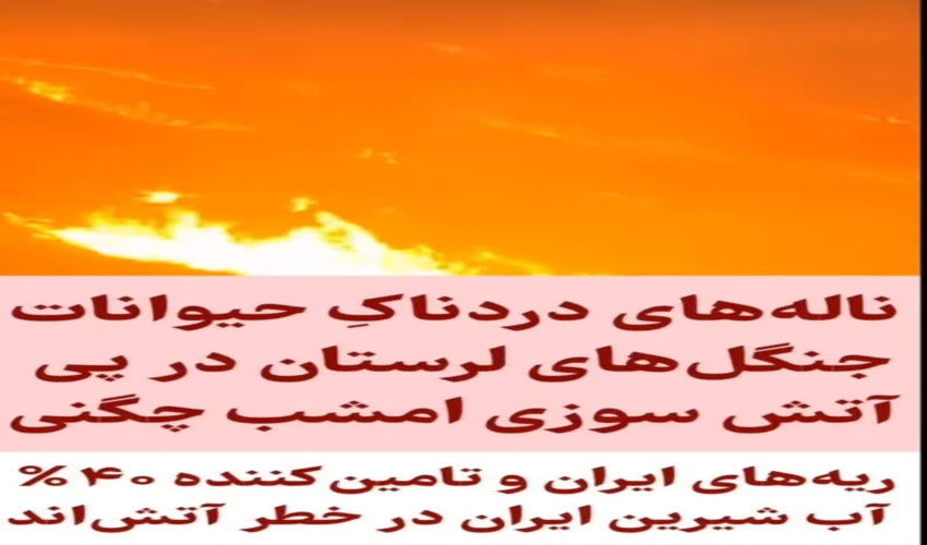 کلیپ منتشره در رابطه با سوختن حیوانات در جنگل های استان را تکذیب کرد