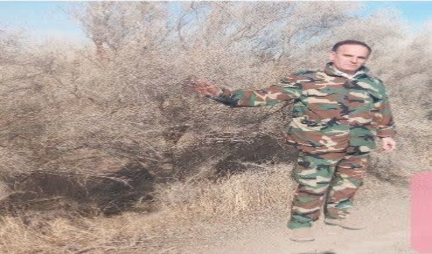 از تاغزارهای مناطق کویری تا جنگلهای بلوط لرستان 