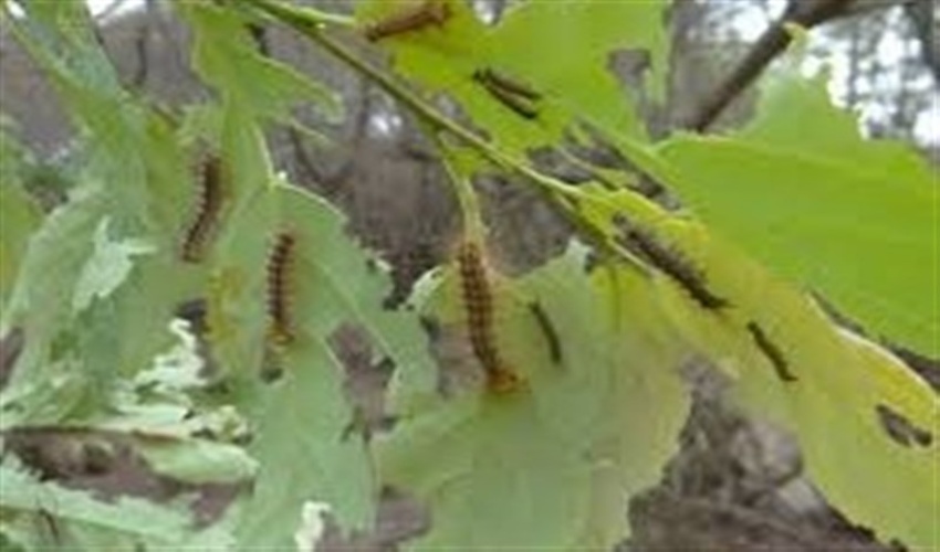 ۵۰۰ هکتار از جنگل‌های بلوط درگیر پروانه برگ‌خوار