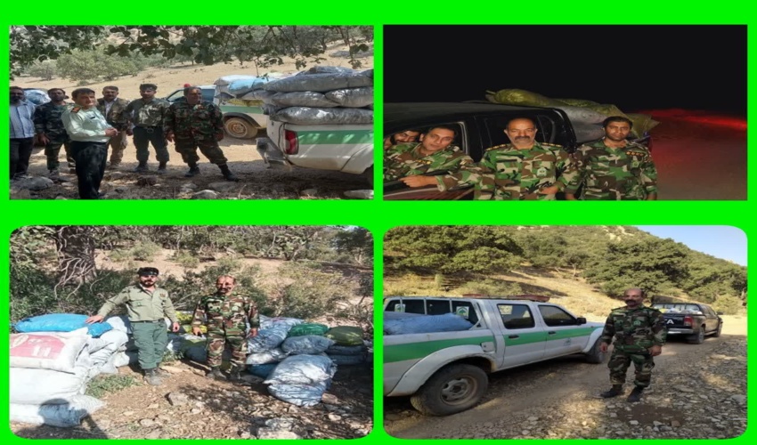 کشف کارخانه زغال در دل جنگل‌های  شهرستان معمولان