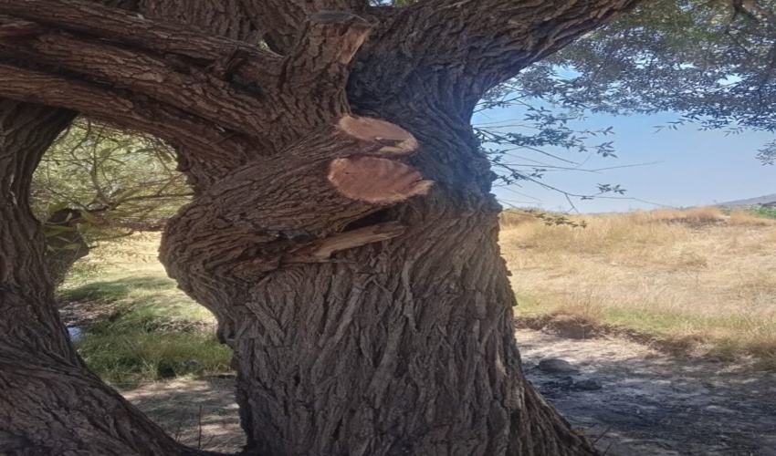 پاسخگویی را وظیفه خود می دانیم/درختی از منابع طبیعی قطع نشده است