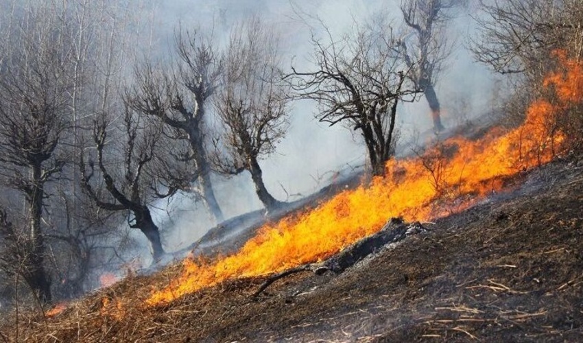  ۳۶ مظنون حریق درجنگل‌هاومراتع لرستان شناسایی شدند