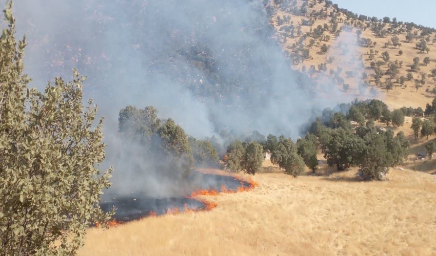 نقره داغ و جریمه میلیاردی فردی که عمدا باعث حریق در سطح جنگل ها شده بود
