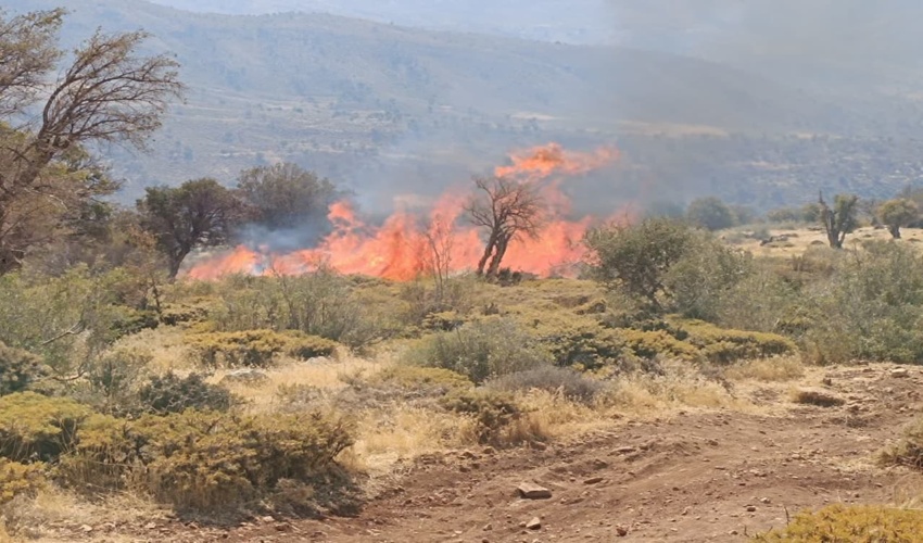 یک خبرنگار، ناجی جنگل های تاف شد