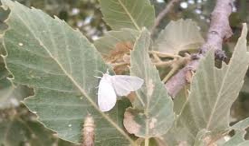 ۴۳ هزار هکتار از جنگل‌های لرستان به آفت پروانه برگ خوار آلوده شده است