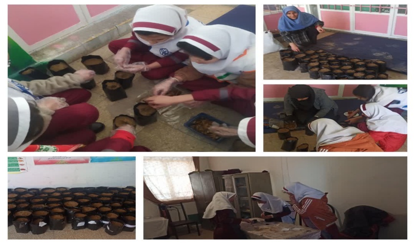 طرح «هر مدرسه، یک‌ نهالستان» به دبستان حضرت رقیه رسید: